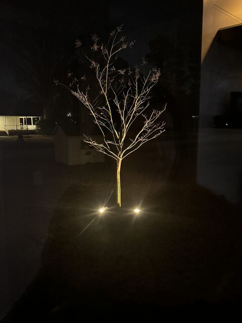 A single tree uplit at night